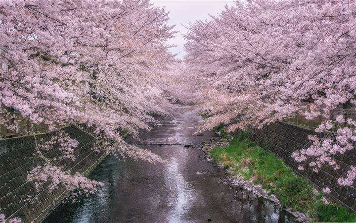 Beautiful Pink Cherry　Blossoms MacBook Pro wallpaper